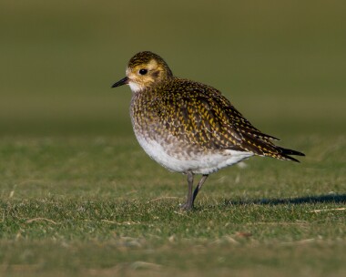 goldenplover070110c