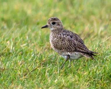 goldenplover121016 Golden Plover Cley, Norfolk