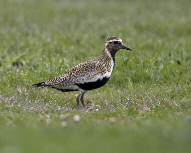 goldenplover20070420b Golden Plover Langness, Isle of Man