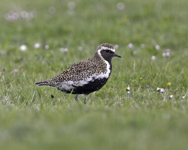 goldenplover20070420c Golden Plover Langness, Isle of Man