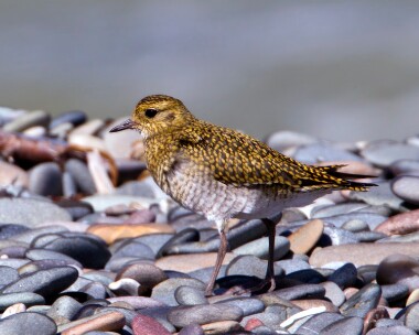 goldenplover290810 Golden Plover Point of Ayre, Isle of Man
