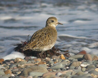 goldenplover5 Golden Plover Smeale, Isle of Man