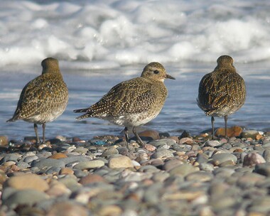 goldenplover6 Golden Plover Smeale, Isle of Man