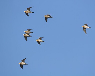 goldenplover7 Golden Plover Point of Ayre, Isle of Man