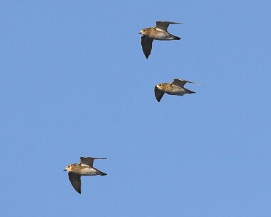 goldenplover8 Golden Plover Point of Ayre, Isle of Man