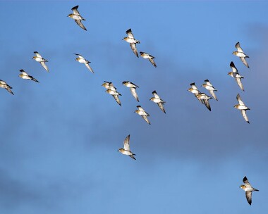 goldenplover9 Golden Plover Point of Ayre, Isle of Man