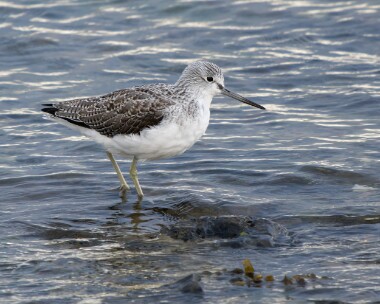 greenshank251025 Greenshank Derbyhaven, Isle of Man
