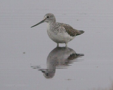 greenshank3 Greenshank Langness, Isle of Man