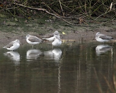 greenshank6 Greenshank Aber Ogwen, North Wales