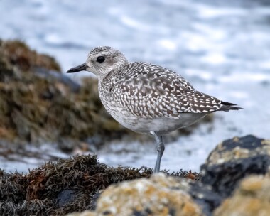 greyplover010126 Grey Plover Fort Island, Isle of Man
