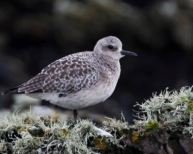 greyplover051209 Grey Plover Fort Island, Isle of Man