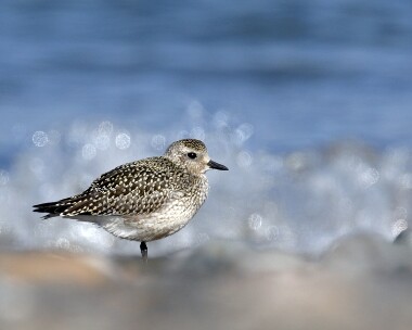 greyplover061007b Grey Plover Smeale, Isle of Man