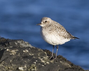 greyplover070108 Grey Plover Fort Island, Isle of Man