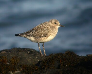 greyplover2 Grey Plover Derbyhaven, Isle of Man