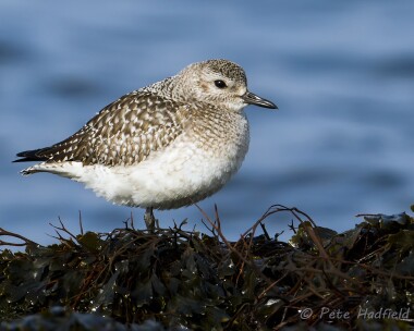greyplover240213 Grey Plover Fort Island, Isle of Man
