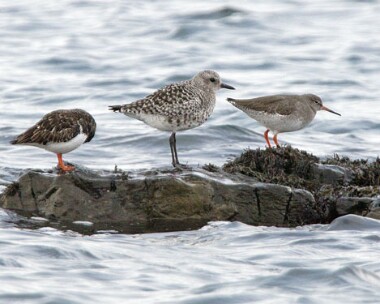greyplover4 Grey Plover Strandhall, Isle of Man