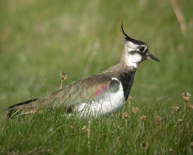 Lapwing Lapwing Langness, Isle of Man