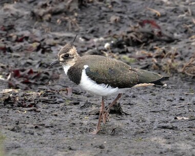 lapwing010707 Lapwing Langness, Isle of Man