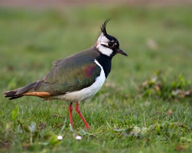 lapwing050512 Lapwing Cley, Norfolk