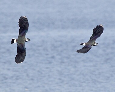 lapwing10 Lapwing Langness, Isle of Man
