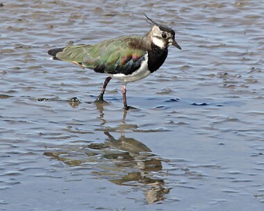 lapwing11 Lapwing Silverdale, Lancashire