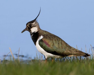 lapwing160510 Lapwing Cley, Norfolk