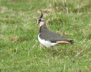 lapwing99 Lapwing Kionslieu, Isle of Man