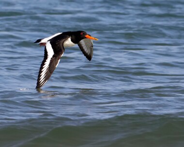 oystercatcher090411 Oystercatcher Smeale, Isle of Man