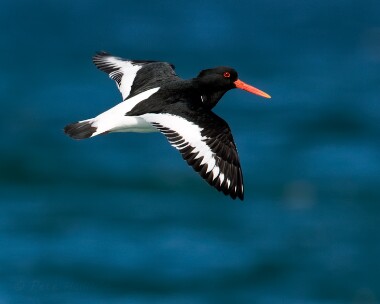 oystercatcher160416 Oystercatcher Ballaghennie, Isle of Man