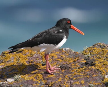oystercatcher5 Oystercatcher Langness, Isle of Man