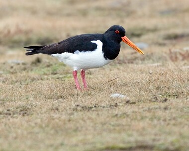 oystercatcher7 Oystercatcher Point of Ayre, Isle of Man