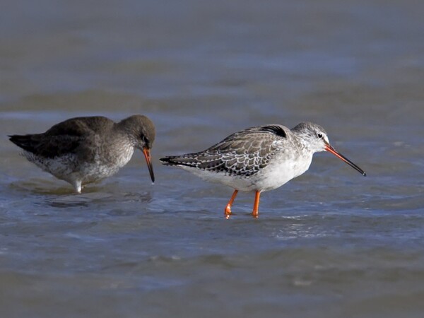 Spotted Redshank
