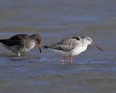 spotshank010308 Spotted Redshank Titchwell, Norfolk