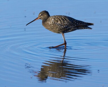 spotshank030710 Spotted Redshank Titchwell, Norfolk