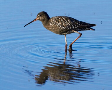 spotshank030710b Spotted Redshank Titchwell, Norfolk