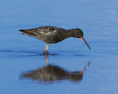 spotshank030710c Spotted Redshank Titchwell, Norfolk