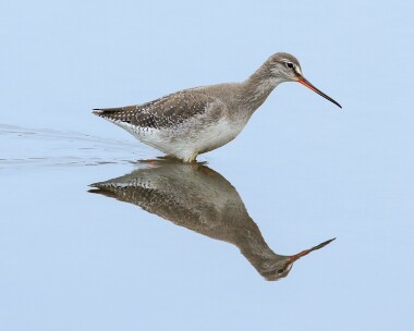 spotshank191012 Spotted Redshank Titchwell, Norfolk