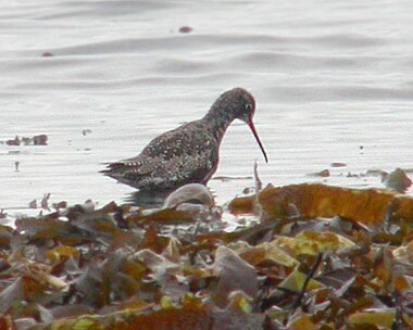 spottedredshank Spotted Redshank Langness, Isle of Man