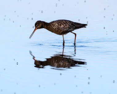 spottedredshank030710 Spotted Redshank Titchwell, Norfolk