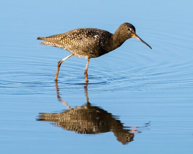 spottedredshank030710b Spotted Redshank Titchwell, Norfolk