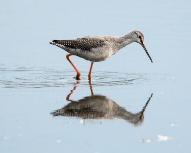 spottedredshank091017 Spotted Redshank Kelling Quags, Norfolk