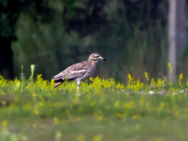 Stone Curlew