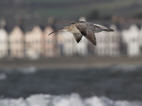 Curlew