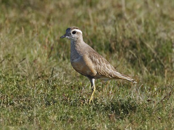 Dotterel