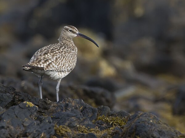 Whimbrel