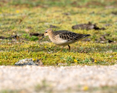 bbs130925b Buff-Breasted Sandpiper Colliford Reservoir, Cornwall