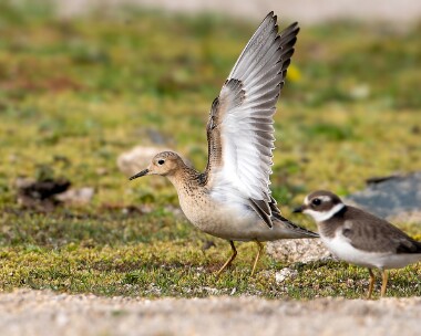 bbs130925s Buff-Breasted Sandpiper Colliford Reservoir, Cornwall