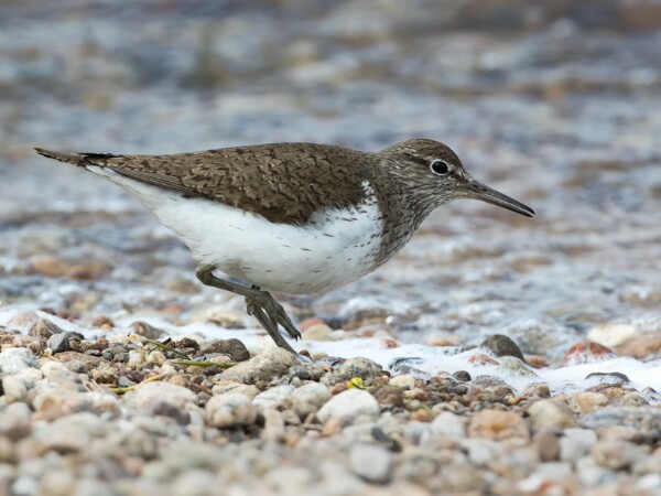Common Sandpiper