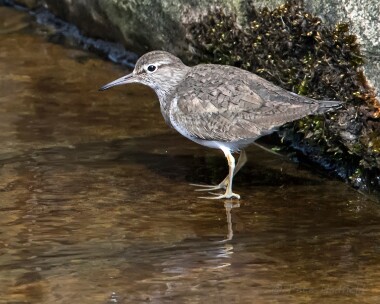 commonsandpiper020515 Common Sandpiper Widdop, Lancashire
