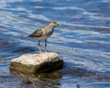 commonsandpiper040718 Common Sandpiper Mull, Scotland
